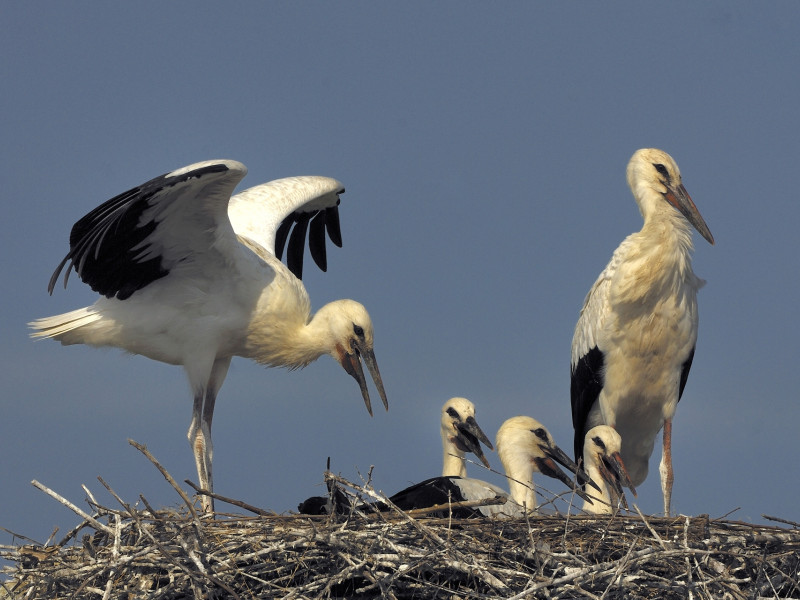 Pedalare alla scoperta delle zone di nidificazione delle cicogne in Piemonte
