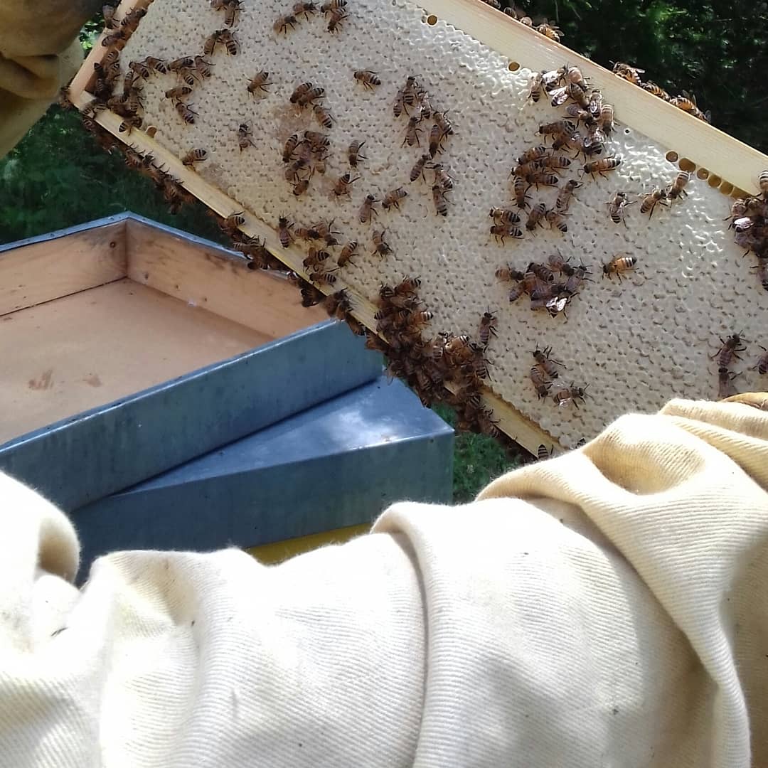 Un partner che produce miele in Valle Spinti vicino al punto di noleggio e-bike in Val Borbera