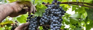 blog, Tenuta Salvaterra e BikeSquare